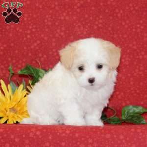 Tulip, Maltipoo Puppy